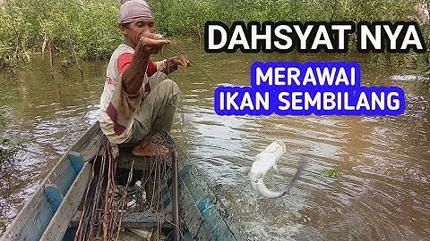 Merawai Ikan Sembilang di Sungai Kecil Hasilnya Begini
