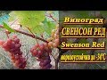 Виноград СВЕНСОН РЕД/Swenson Red. Свенсон ред, столовый сорт винограда, раннего срока созревания.