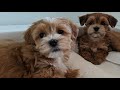 Adorable AKC Red Havanese Puppies | California Havanese