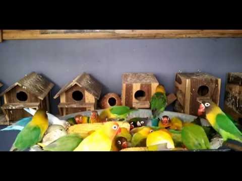 House Beautiful Love Birds 2017