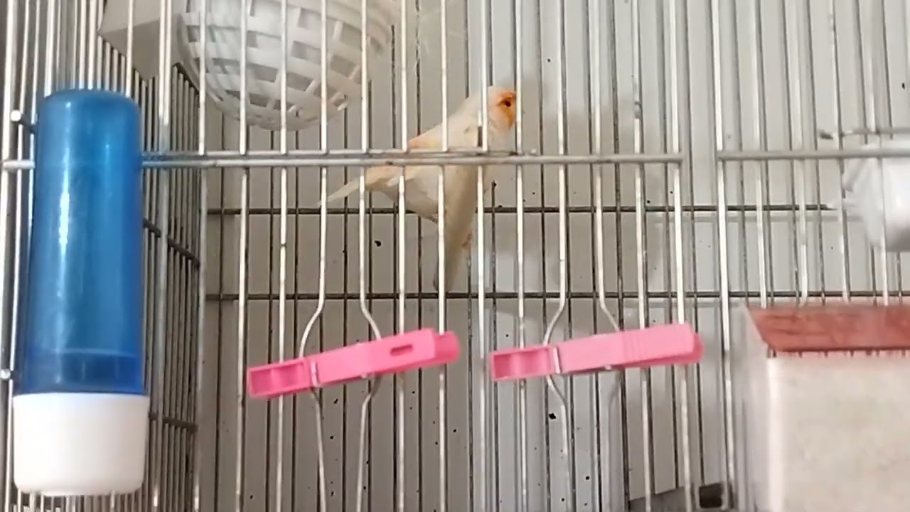 Aviario Pedro Alcaraz