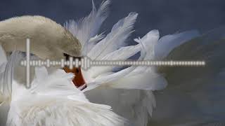 Download Mp3 Cita Citata - Potong Bebek Jomblo (Nightcore) Gudang lagu Download Mp3 Cita Citata - Potong Bebek Jomblo (Nightcore)