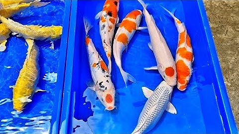 Cá chép koi nhật đẹp, combo cá koi DiamondDa