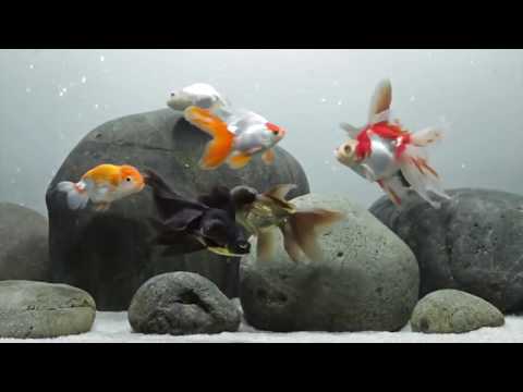 فيديو: أسماك الغابي والتلسكوبات - أسماك ذات طابع متواضع