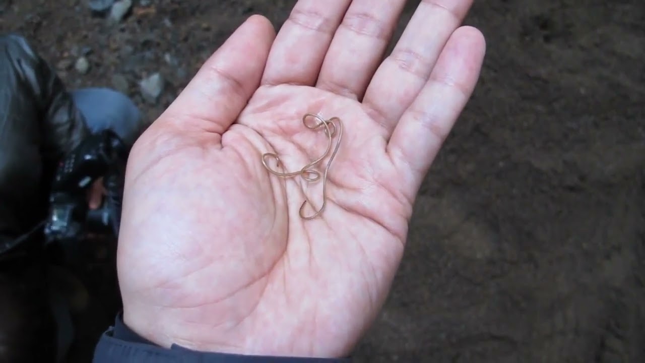 The body as a nursery: a wētā's grim end | Te Papa's Blog