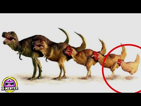 Video: Cómo Evolucionaron Los Animales