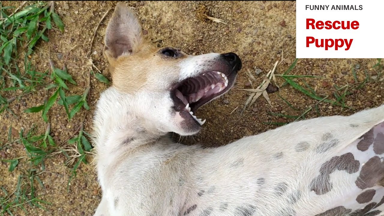 Injured puppy i treated very hard YouTube