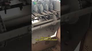 Cashew Nut Shelling Machine Automatic – High Efficiency Nut Processing Equipment