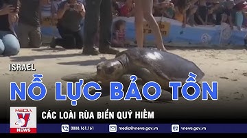 Israel nỗ lực bảo tồn các loài rùa biển quý hiếm - VNEWS