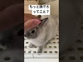 うさぎが飼い主になつくとなでなでを要求しがち #うさぎ #ネザーランドドワーフ #なつく #なでなで
