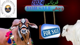 qurbani 2024 For sale 10 janwar available description main location and phone number ha #2024