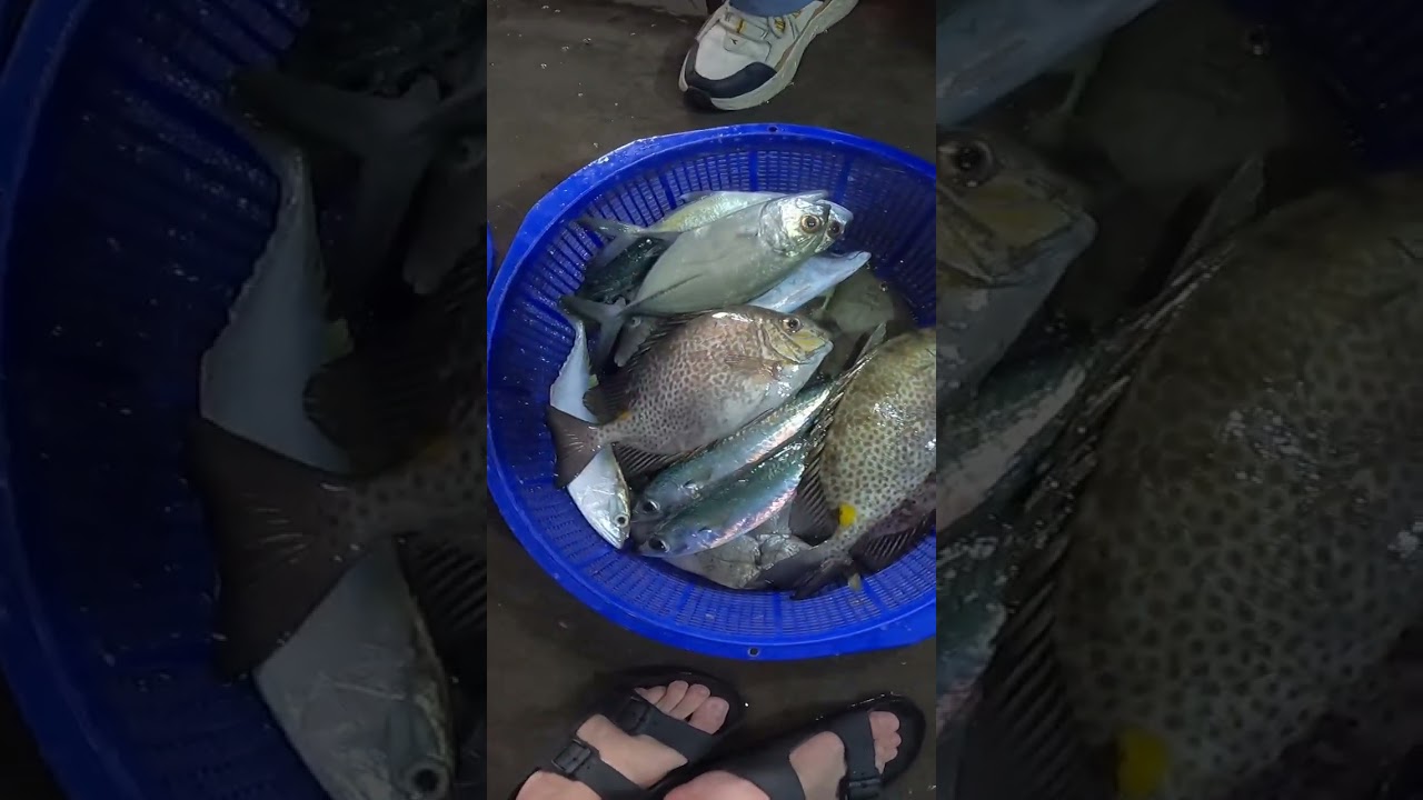 The World's UNLUCKIEST Shark! It Snuck into an All You Can Eat Buffet    and Became the Main Course!