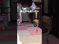背後から飛んできたゴルフボールを冷静に一撃で仕留める天才猫 #猫 #ゴルフ #天才猫 #shorts