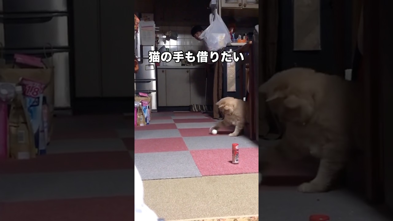 背後から飛んできたゴルフボールを冷静に一撃で仕留める天才猫 #猫 #ゴルフ #天才猫 #shorts