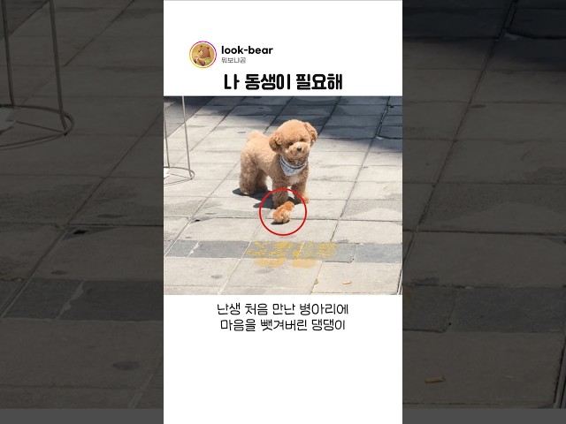 난생 처음 병아리를 만난 댕댕이의 반응