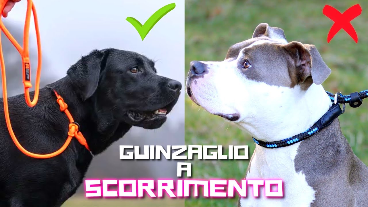 Non chiamarli GUINZAGLI a 