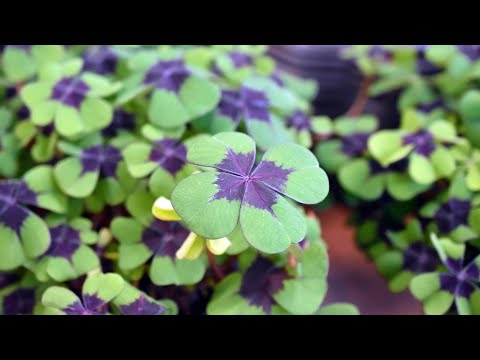 Video: Growing Oxalis im Freien - Erfahren Sie mehr über die Pflege von Oxalis-Pflanzen in Gärten