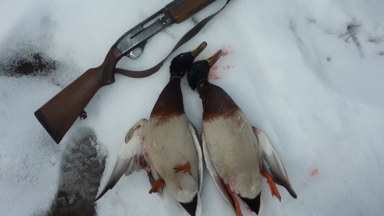 Удачная охота на утку. Первый снег. Обзор моего ружья!!!