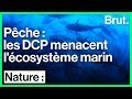 Pche  les dcp menacent lcosystme marin