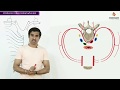 POSTERIOR INTERCOSTAL ARTERY -  Gross Anatomy animations