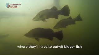 Weird and wonderful lifecycle of a Barramundi