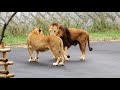 雨上がりの朝 Morning after the rain Lion(ライオン) 多摩動物公園