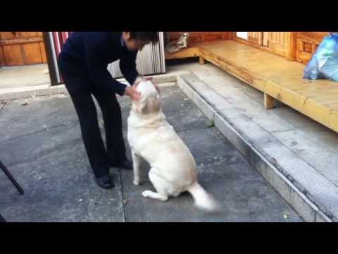 Labrador Retriever Samsooni She Is Taking A Bow