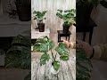 ＃斑入り＃モンステラ