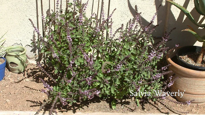 Garden of the Week - Robyn Baker - Phoenix AZ