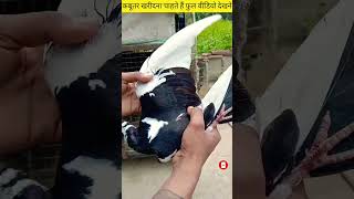 For SALE New Pigeon Short new_video viral_video kabootar bird