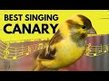 Canary singing birds sounds at its best  melodies canary bird song  training