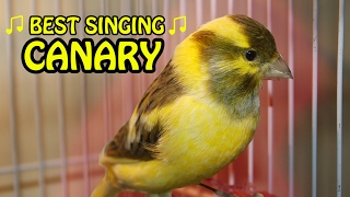 Canary Singing birds sounds at its best | Melodies Canary Bird song | Training Video screenshot 1