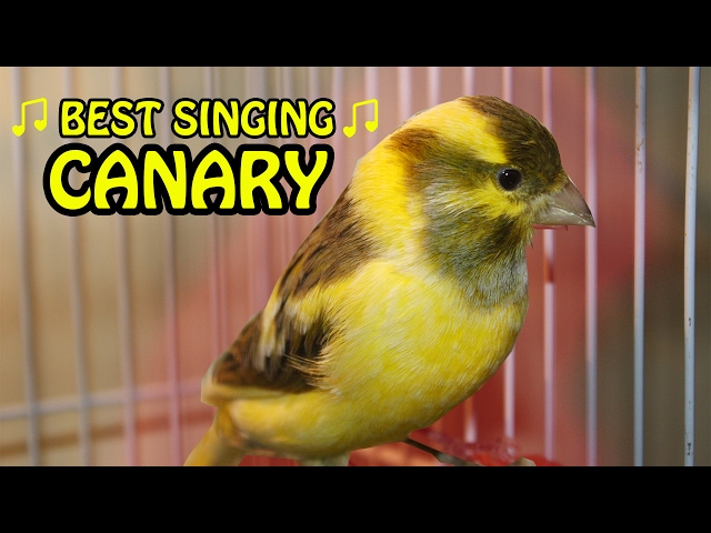 Suara Burung Kenari Berkicau Yang Terbaik | Lagu Melodi Burung Kenari | Video Pelatihan class=