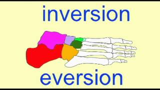 AP1: SKELETAL SYSTEM: INTERTARSAL JOINTS
