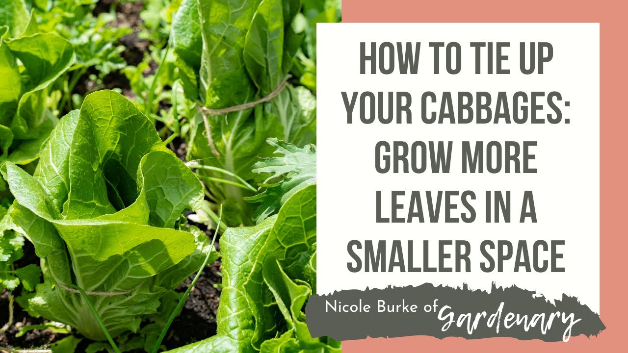 How to Tie Up Your Cabbages: Grow More Leaves in a Smaller Space