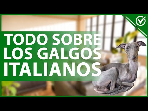 Video: ¿Es un galgo italiano el perro adecuado para ti?