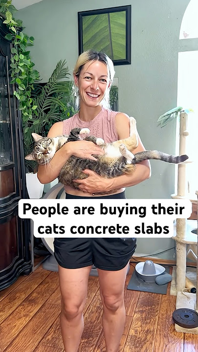 I Tried to Be FANCY… Big Mistake 😅#shorts #cats #trending