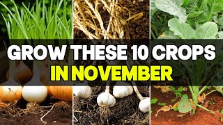 10 Crops You NEED To Start In November IMMEDIATELY! | Indoor and Outdoor Gardening Guide