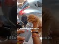Hilarious Cat tries to act like a human - Crazy Reaction 😾 Angry Mode!