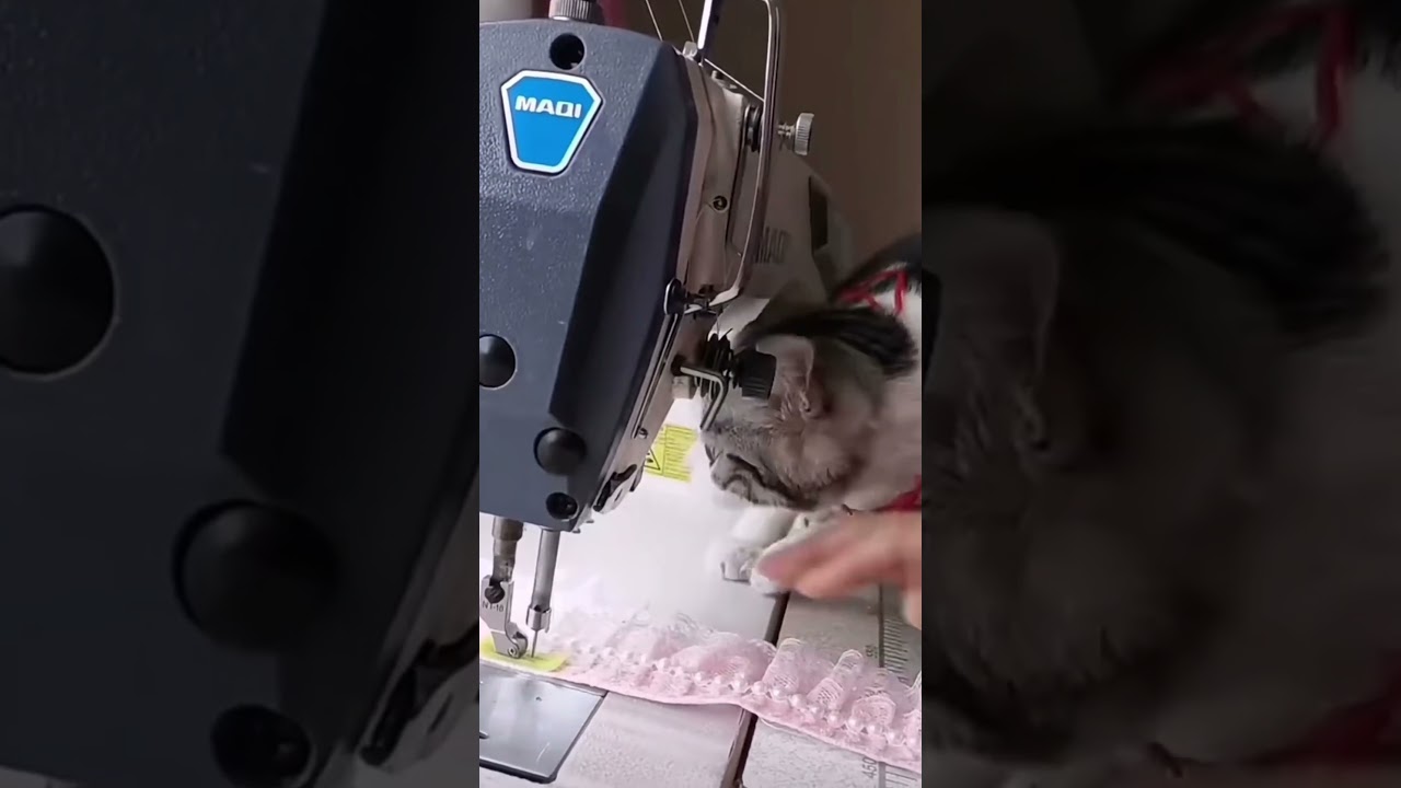 Cat Playing with Sewing Machine