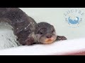 Baby Otters&#39; Fear Training and Relaxation Time