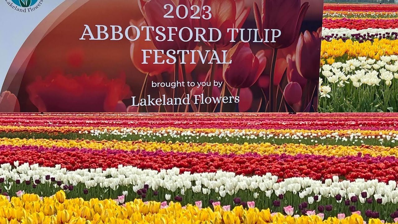 Tulips Festival 2023 Abbotsford Tulip Festival 2023 YouTube