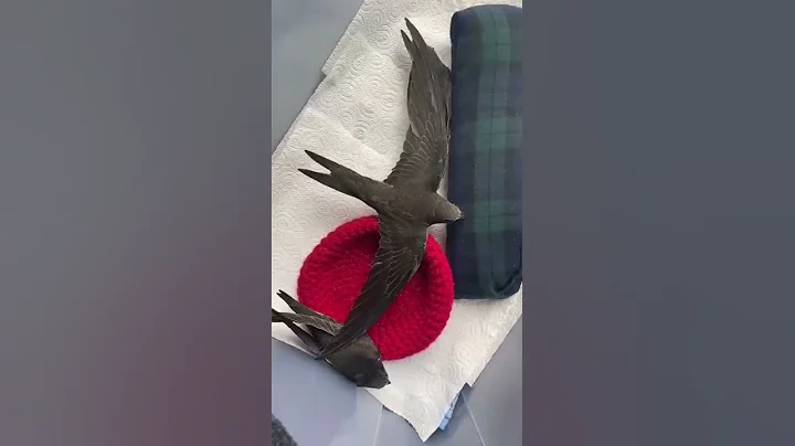 Rehabbed Swift 'Flora' : wing strengthening exerci...