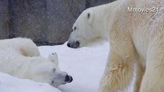 吹雪の中、寝起きのじゃれあいララとデナリ