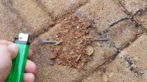 Quick Fuse Passfire Demo