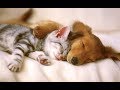 Cute Dogs and Cats Doing Funny Things l Funniest Pet ever 2018
