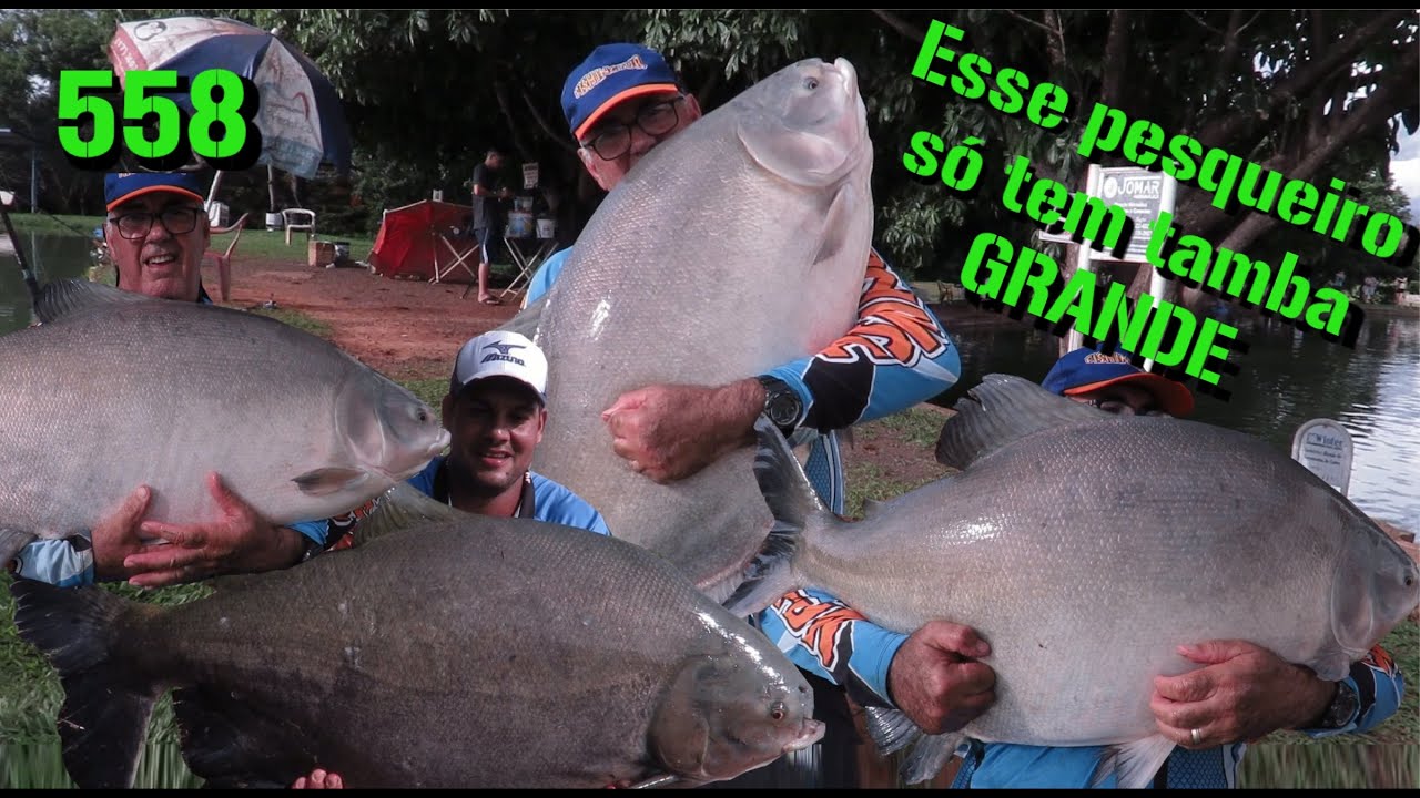 Ilha do Pescador - Esse pesqueiro só tem tambas grandes - Fishingtur na TV 558