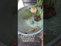 睡蓮鉢での金魚飼育✨ #金魚すくい #金魚 #琉金 #水泡眼 #出目金 #蝶尾 #睡蓮鉢 #ペット