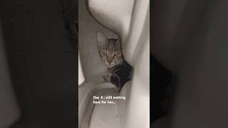 Checking up 🙈 #cute #cat #funny