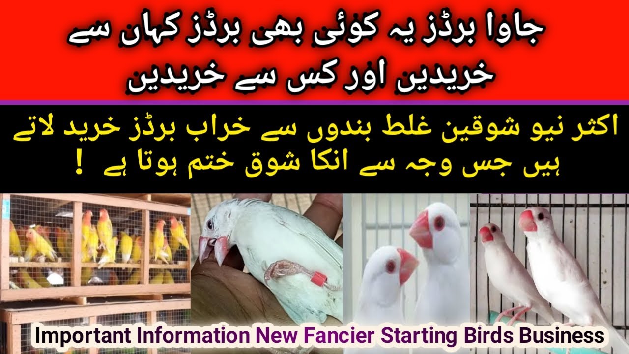 Where to buy birds New Fancier اکثر لوگ غلط لوگوں سے خراب برڈز